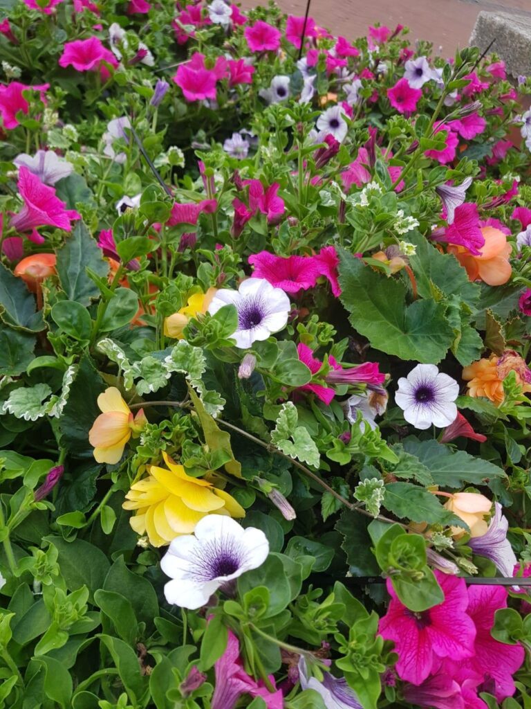 Hanging Baskets